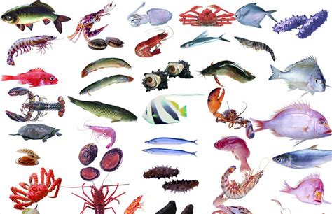 所有海鲜鱼名称和图片,常见的海鲜有哪些,海鲜介绍大全带图片_大山谷图库