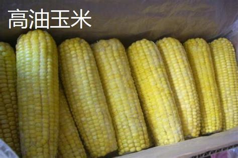 玉米乳线是什么，怎么看，附玉米的种植技术 - 农敢网