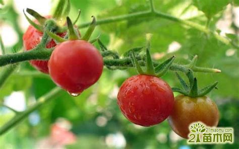小番茄籽的种植方法，怎样养护 - 农敢网