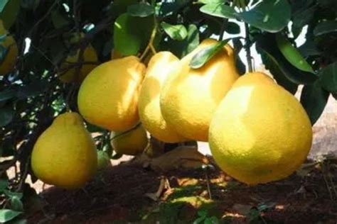 《2019年浙江省水果产业发展报告：杨梅、柑橘、葡萄品类排前三》-农小蜂