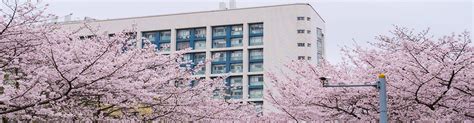 Universidad De Tongji Cherry Blossom Festival Imagen de archivo ...