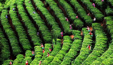 普洱茶产业发展迎来新时期_茶和天下网