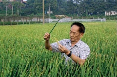 袁隆平团队第三代杂交水稻双季稻亩产超3000斤--读图--首页