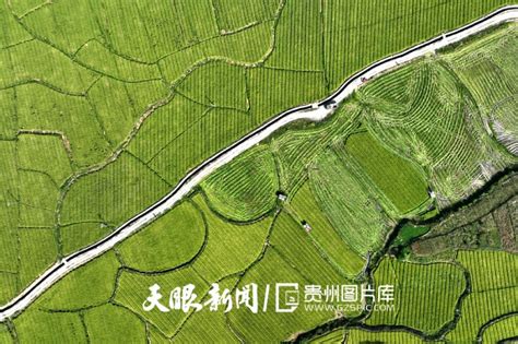 沃野万顷 岑巩3.55万亩杂交水稻制种抢收忙 - 当代先锋网 - 图片