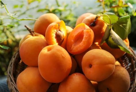 女人梦见吃熟透的杏子是什么意思 女人梦见吃熟透的杏子有什么含义 - 万年历