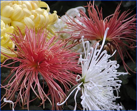 菊花的五类花瓣和30个基本花型，你认识几个？-广东田野风实业有限公司
