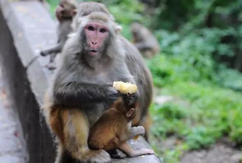 贵阳黔灵山猴子是保护动物吗-黔灵山公园猴子是什么品种-趣丁网