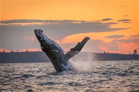 罕见！巨鲸黄昏时跃出水面：夕阳下美如画-鲸鱼,悉尼 ——快科技(原驱动之家)--全球最新科技资讯专业发布平台