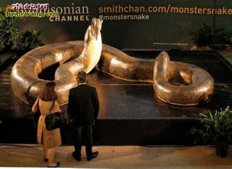 泰坦蟒：长度超过13米的地狱巨蛇！ - 知乎