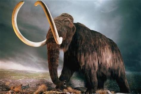 猛犸象：生活在高寒地区冰川世纪（早已灭绝的生物）_探秘志