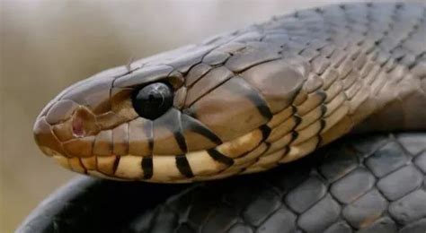 大王蛇进家里有什么预兆-大王蛇和赤链蛇分别-大王蛇一般长到多少厘米