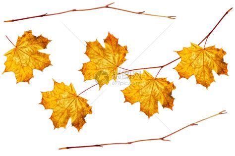 秋天的叶子在白色高清图片下载-正版图片507364320-摄图网