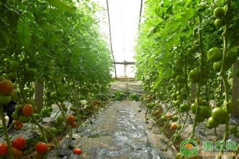番茄无土栽培袋培技术研究_无土栽培技术_寿光市九合农业发展有限公司
