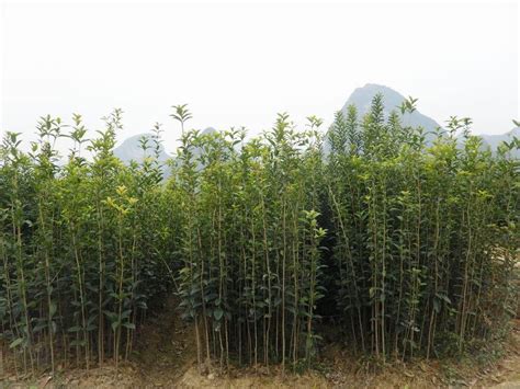中华蚊母树，从濒危植物到名贵盆景树种-中国木业网