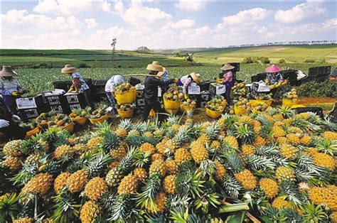 羊城晚报-徐闻县长“吃播”半小时带动卖出菠萝3万多单