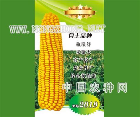 玉米_辽宁东亚种业有限公司