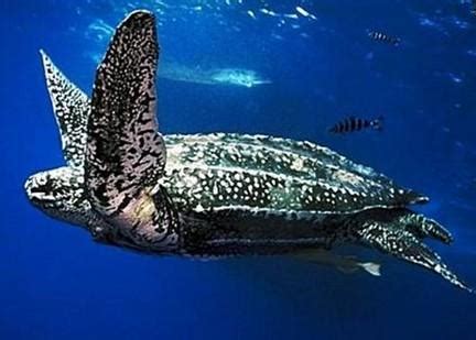 世界上最大的海龟是棱皮龟 - 好汉科普