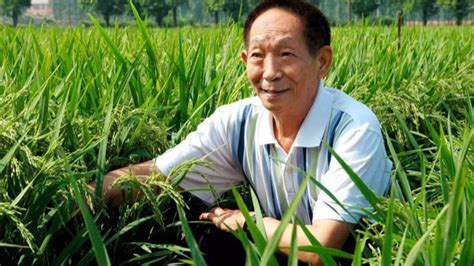 袁隆平团队“海水稻”亩产超400公斤 今年将启动产业化推广_荔枝网新闻