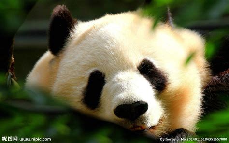 可爱大熊猫摄影照片摄影图__野生动物_生物世界_摄影图库_昵图网nipic.com