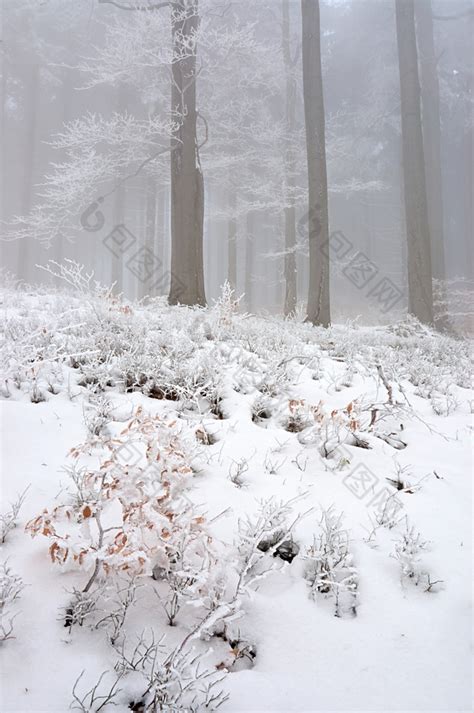 冬天树林间厚厚的积雪图片-包图网