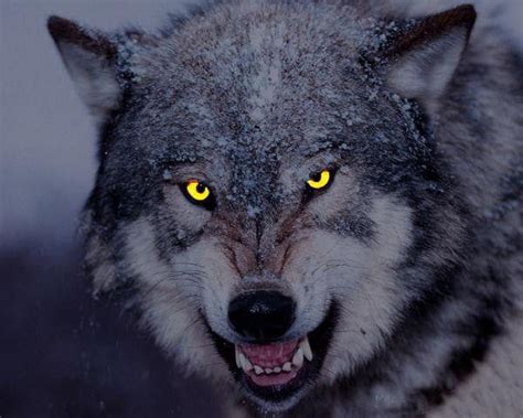 《狼道》中10句狼性思维，想要生存，必须要成为“狼王”__财经头条