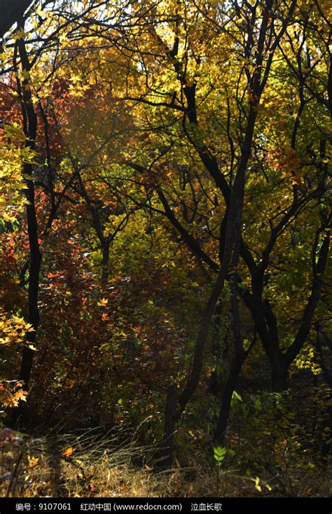 秋天的森林深处高清图片下载-正版图片505367481-摄图网