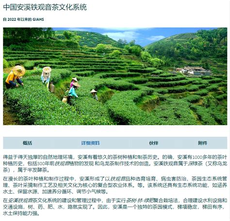 安溪铁观音茶文化系统正式列入全球重要农业文化遗产_手机新浪网