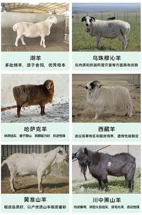 羊的品种集合了12只家畜插画图片素材_ID:385687665-Veer图库