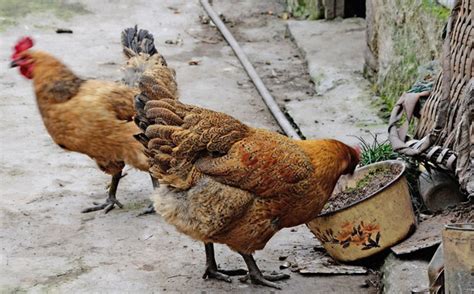 农家散养鸡,家禽家畜,动物摄影,摄影,汇图网www.huitu.com
