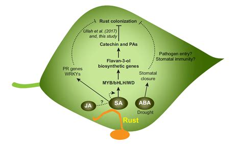 科学网—New Phytologist：水杨酸参与杨树对锈菌侵染抗性的调控 - 郝兆东的博文