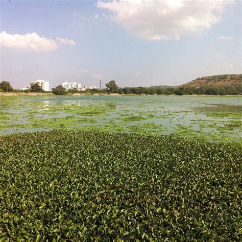 Pashan Lake, Pune (2024) - Images, Timings | Holidify
