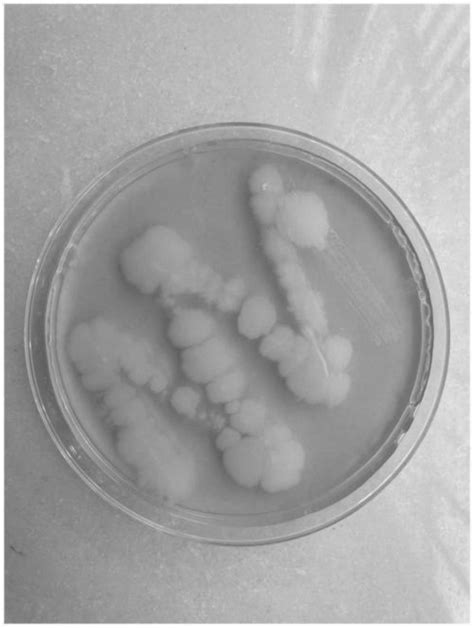一种农杆菌介导的黑附球菌遗传转化方法及转化子菌株与流程