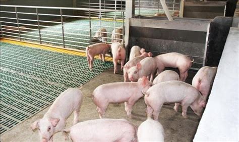 养猪场高清图片下载-正版图片501125303-摄图网