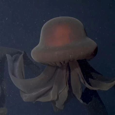 巨型深红水母有毒吗？-农百科
