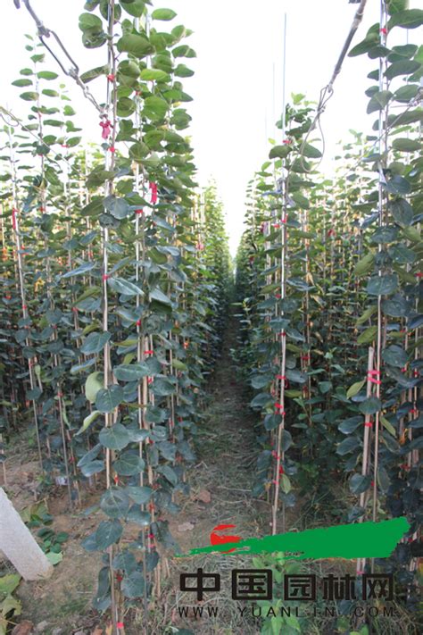 柚木的种类有哪些-苗木百科-中国花木网