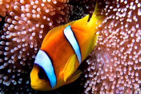隐藏在海葵中的橙色和白色小丑鱼高清摄影大图-千库网
