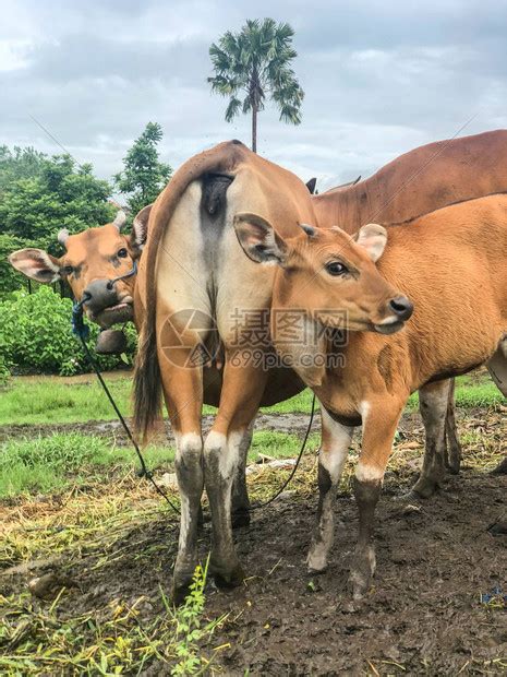 三头牛在空地里一头牛吃草母牛的高清图片下载-正版图片505079757-摄图网