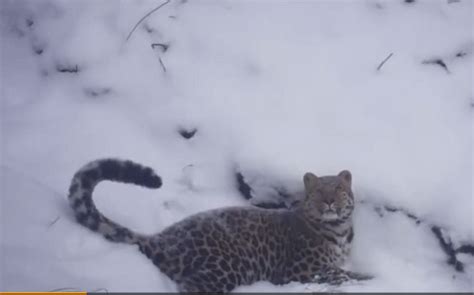 雪豹Panthera高清图片下载-正版图片505994328-摄图网