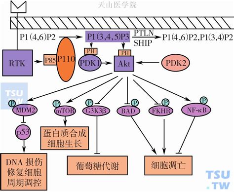 生物医药靶点赛道：Akt PI3K/Akt/mTOR通路 PI3K/Akt/mTOR信号通路是最重要的细胞内通路之一，可调节细胞生长、运动 ...