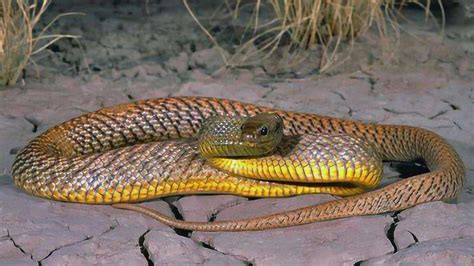 地球上10大最强毒性的蛇，细鳞太攀蛇第二，谁才是第一_腾讯视频