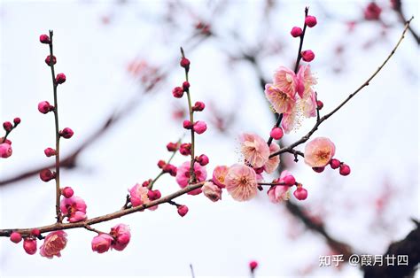 北京春季赏花指南：梅花