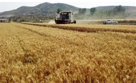夏粮丰收在望！山东、河南、河北、北京等地麦收最新进度,小麦收割,麦收进度,三夏-农机网