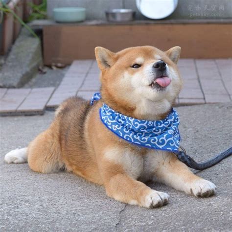 日本的柴犬明星Ryuji 靠着搞笑而可爱的表情成为网红 - 第2页 | 宠物天空