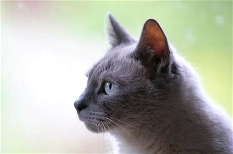 彩色背景上可爱有趣的小猫和洋甘菊花高清图片下载-正版图片504241047-摄图网