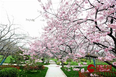 一探2021广州海珠湿地公园十里紫荆花道之美 - 必经地旅游网