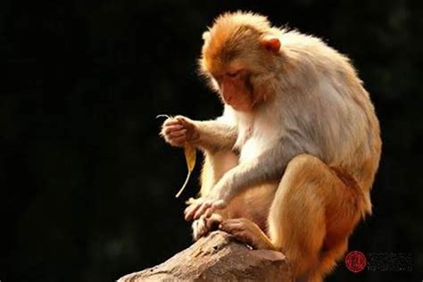 1992属猴人命里带二婚 属猴人一生有几回婚姻-在线八字网