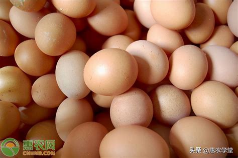 鸡蛋多少钱（今日鸡蛋价格多少钱一斤） - 羊城网