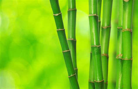 竹类形态特征-智汇三农