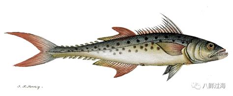青占鱼和鲅鱼哪个刺少,怎样区分青鱼和鲅鱼,青鱼好吃还是鲅鱼好吃_大山谷图库
