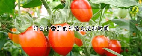 小西红柿的种植方法和管理技术-农百科